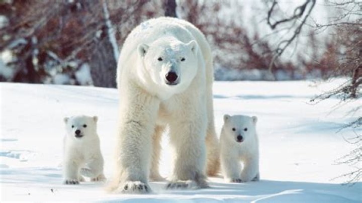 Polar Bear