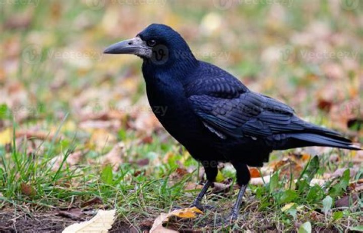 Rook